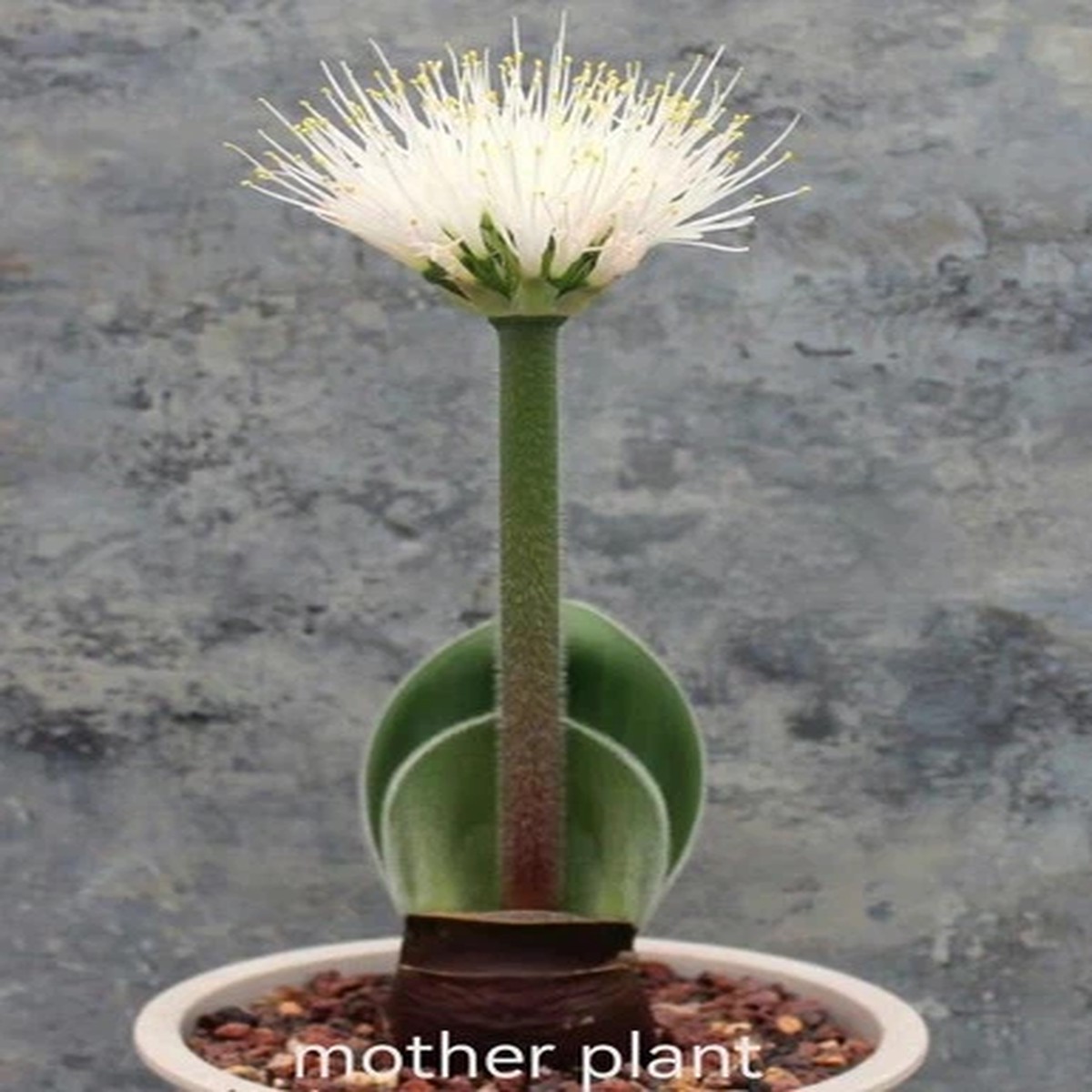 1/3/5pcs Rare Haemanthus humilis sp.hirsutus Random Boutique Garden