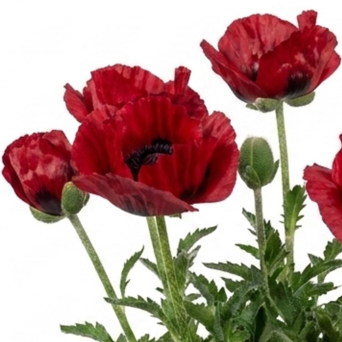 1 Papaver Orientale Turkenlouis Plant, Red Hardy Oriental Poppy Perennial, 3 Litre Root Ball