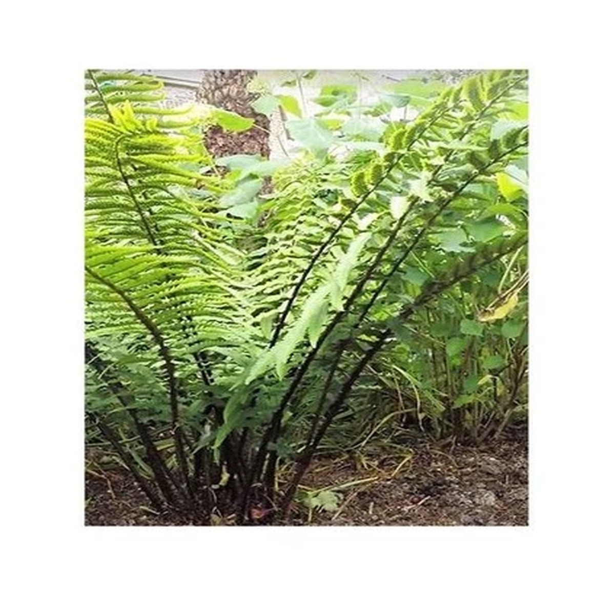 10x Dryopteris wallichiana Fern Garden Plants - Seeds B2058