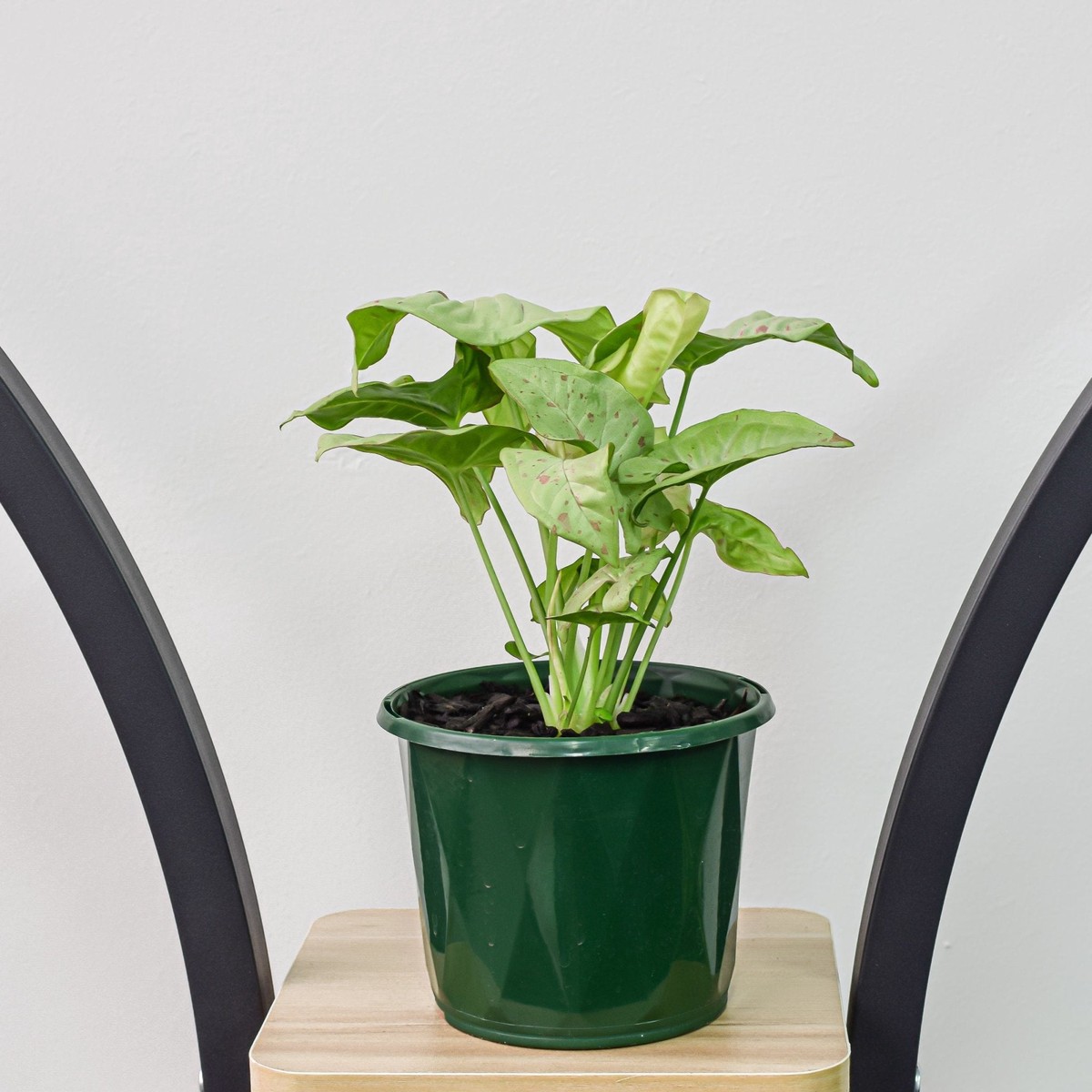 Syngonium Confetti