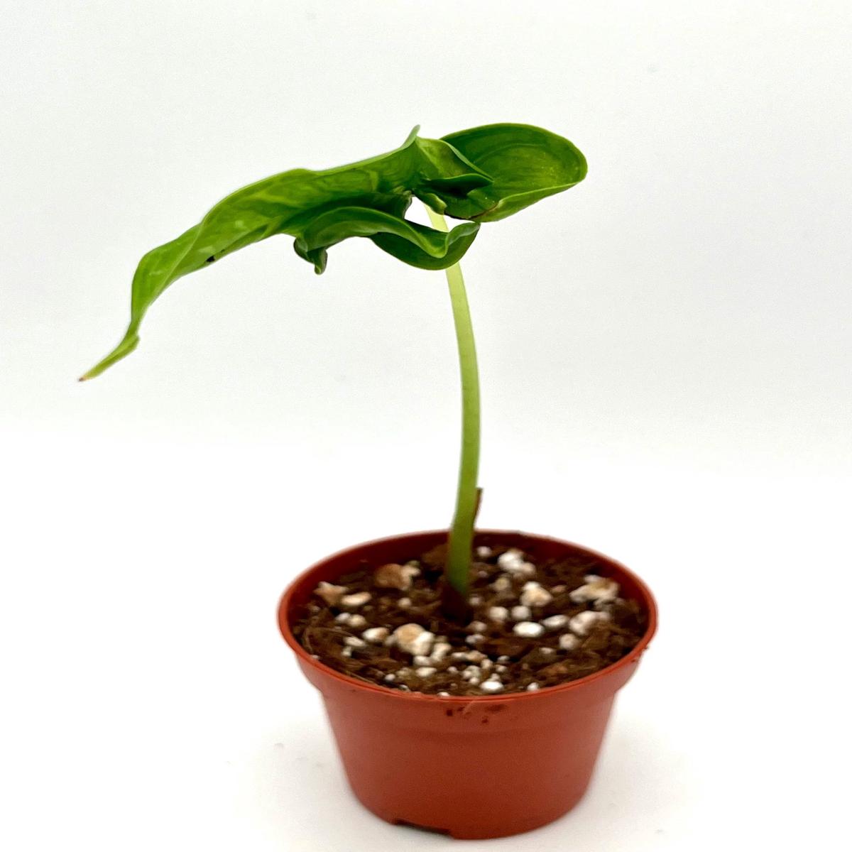 Teletuby Alocasia - 1 Live Plant in a 4 Inch Pot - Alocasia Teletuby - Compact Textured Sculptural Houseplant