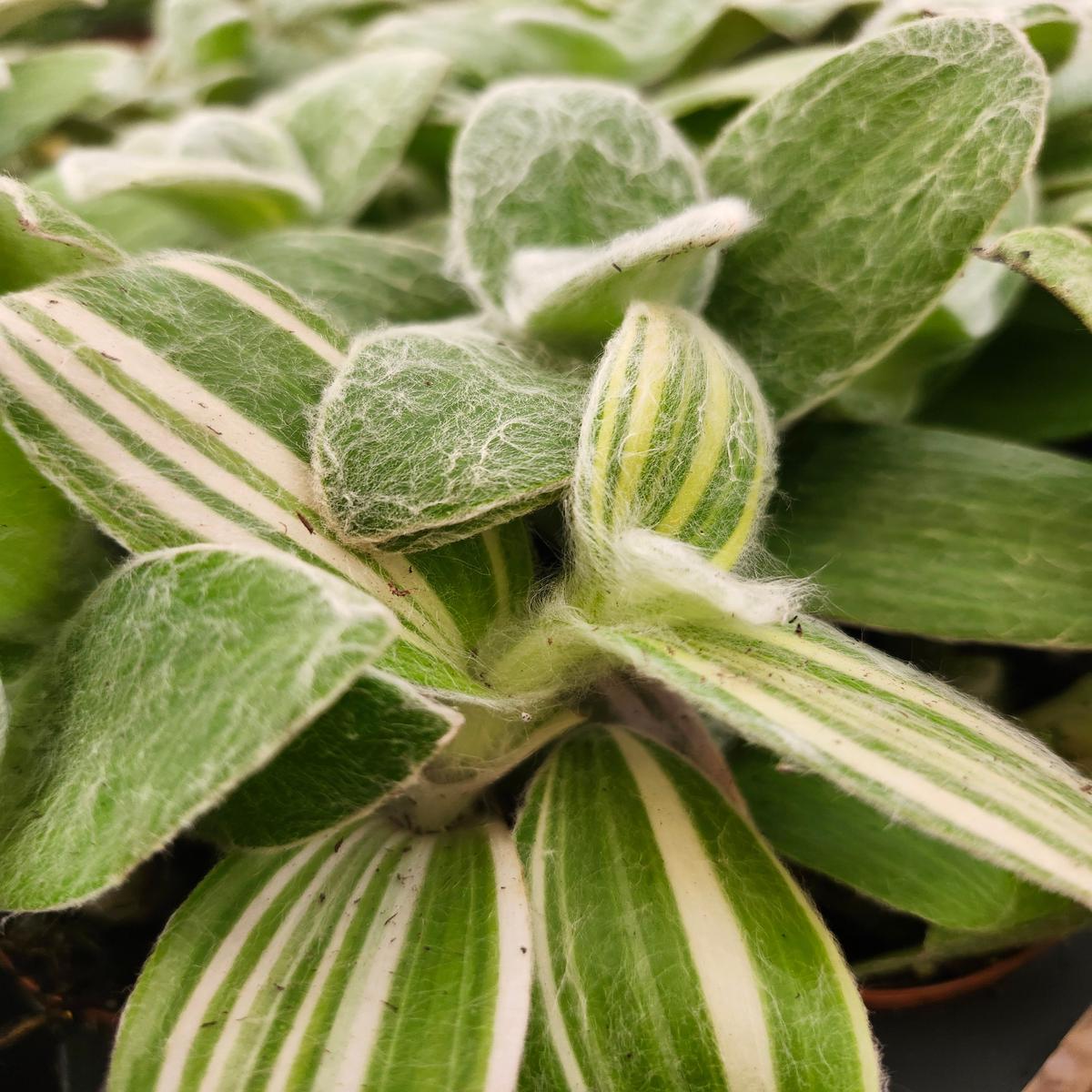 Tradescantia Sillamontana