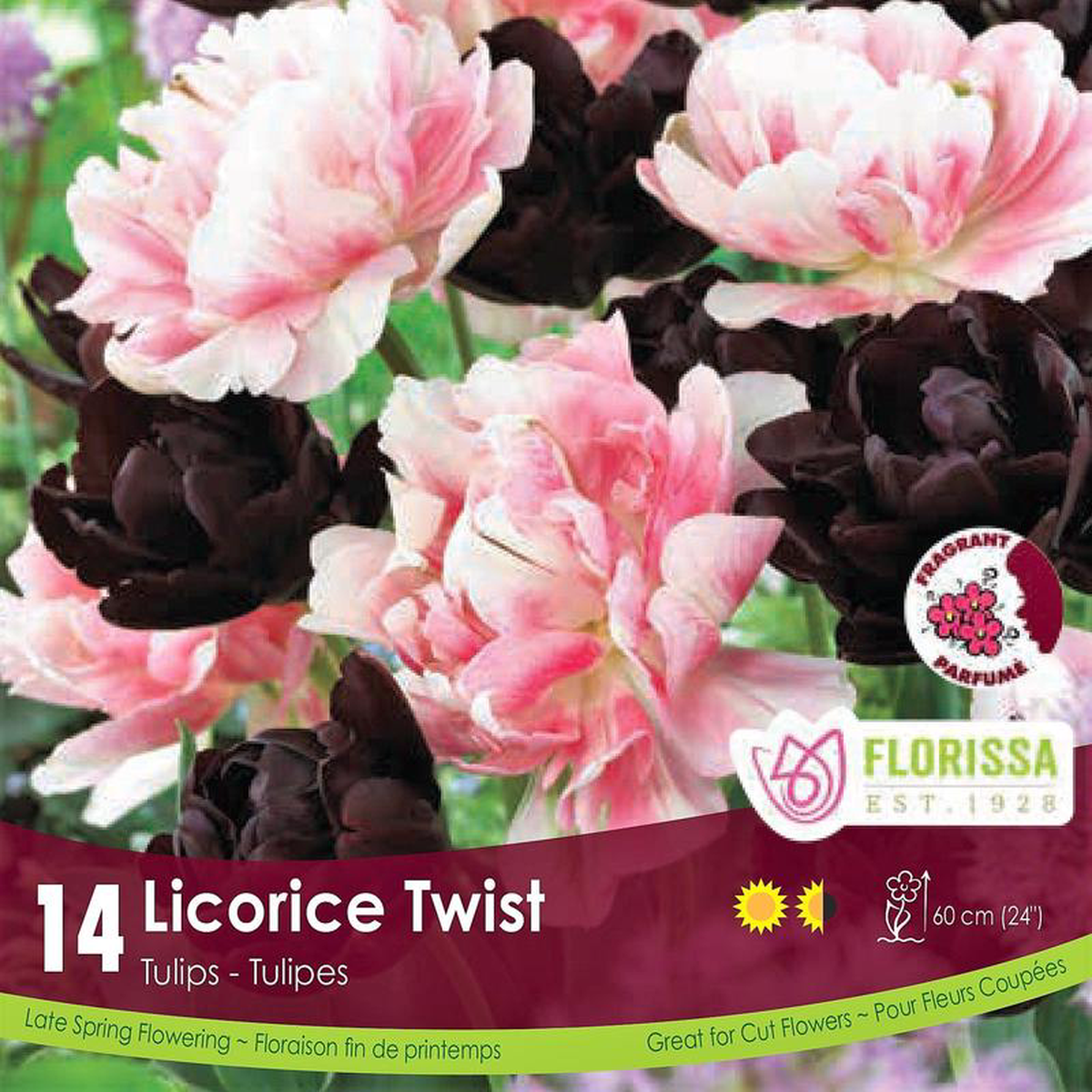 Tulips 8211 Licorice Twist Colourful Companions 14 Pack