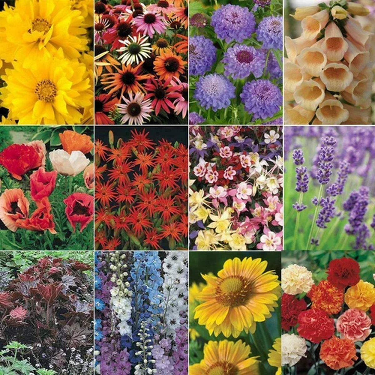 'Mixed Varieties' Garden Perennial  LARGE Plug Plants Pack x6