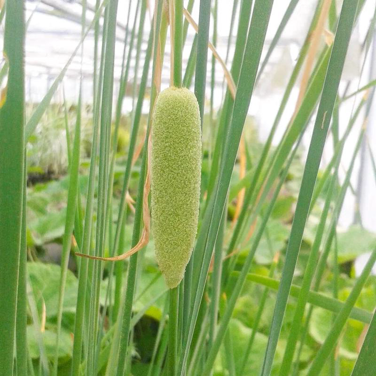 Typha Laxmannii Aquatic Pond Plant 8211 Graceful Cattail