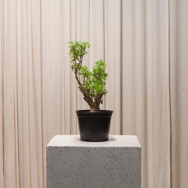 Variegated Ming Aralia: Polyscias fruticosa 'Elegans' - 6 inch pot