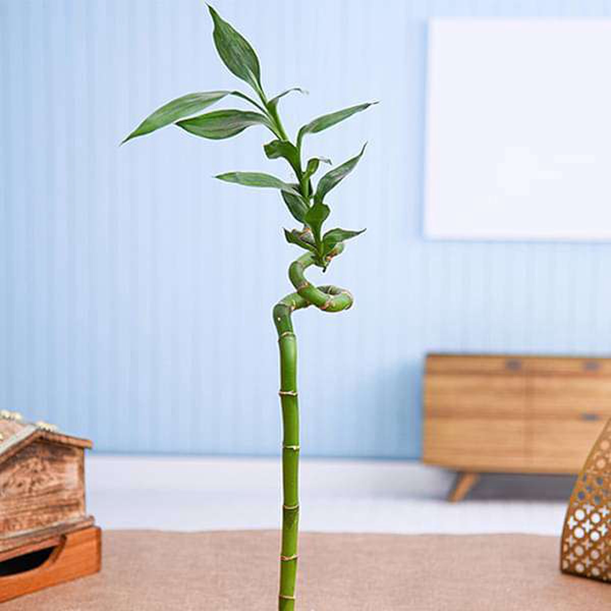 30 cm Spiral Stick Lucky Bamboo Plant