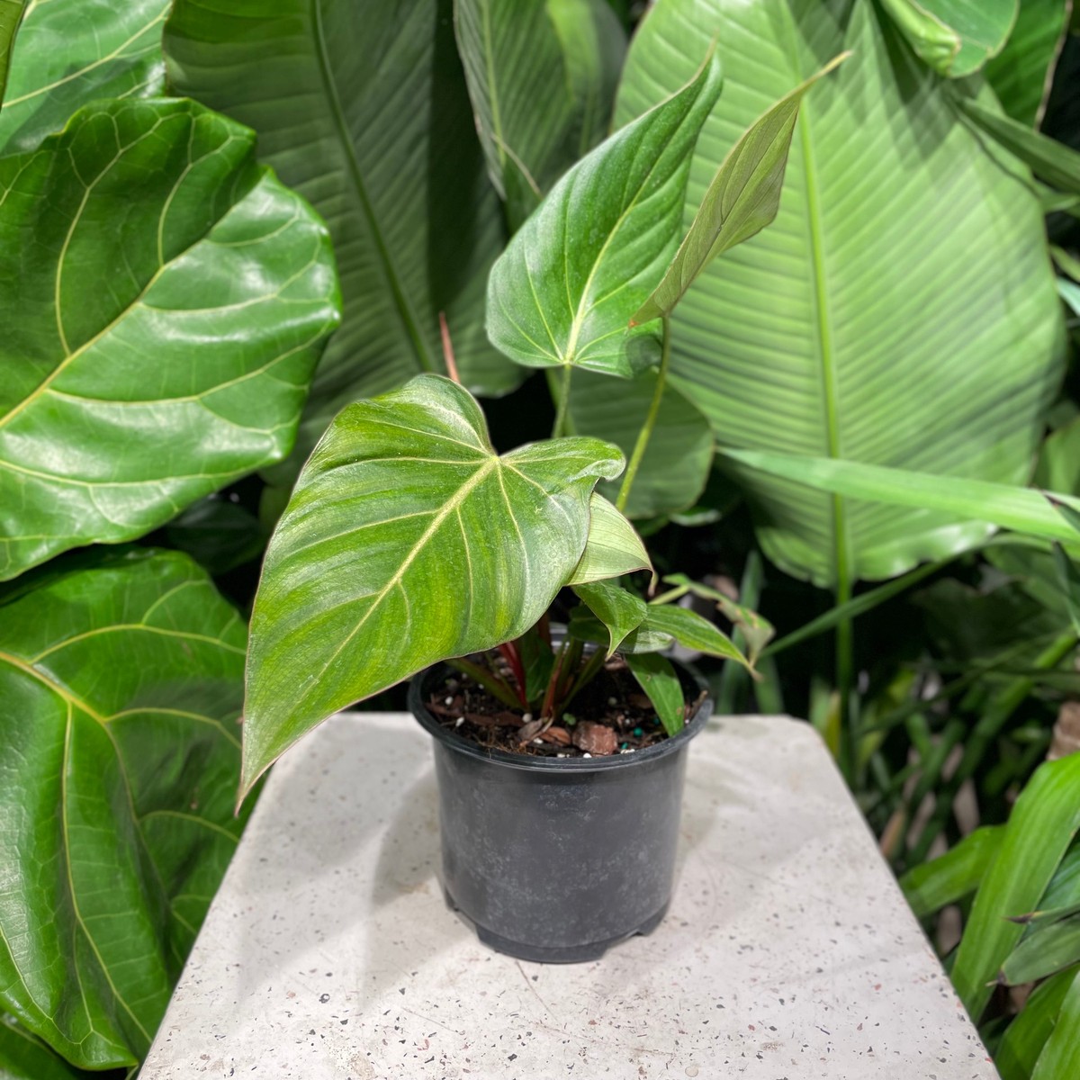 Summer Glory: Philodendron - 6 inch pot