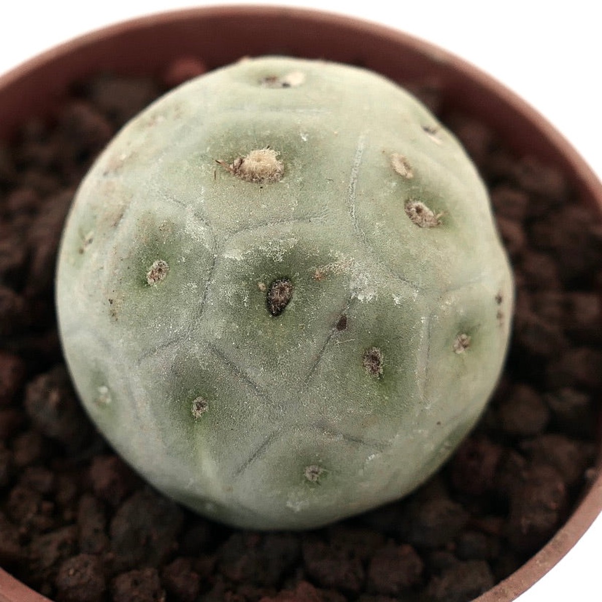 Tephrocactus geometricus ONE BALL 444