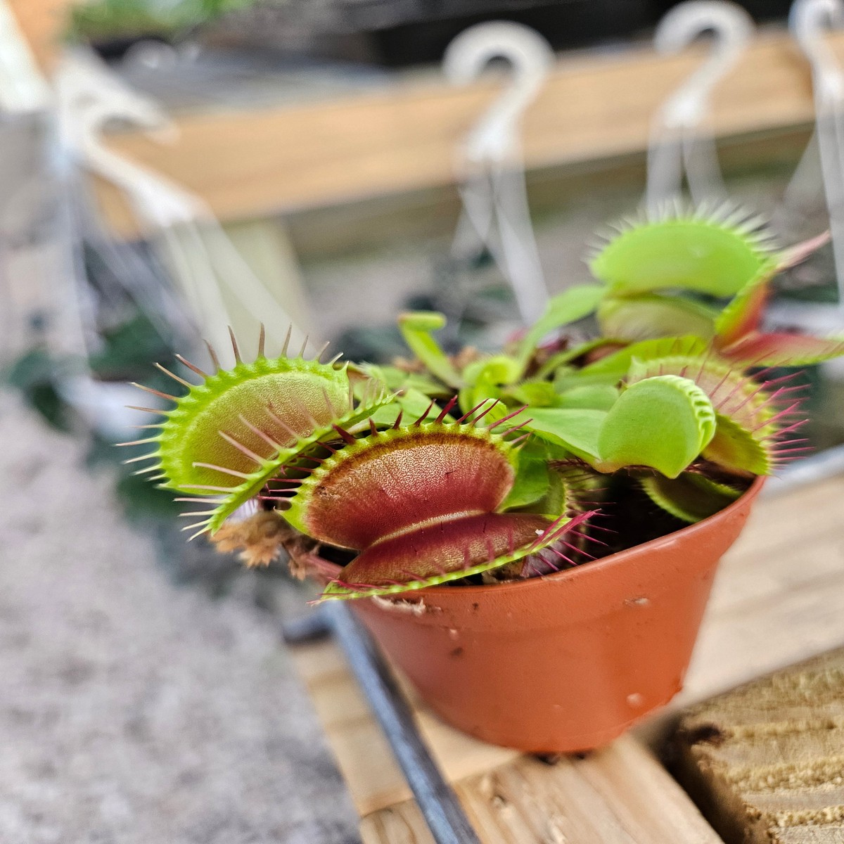 Venus Fly Trap