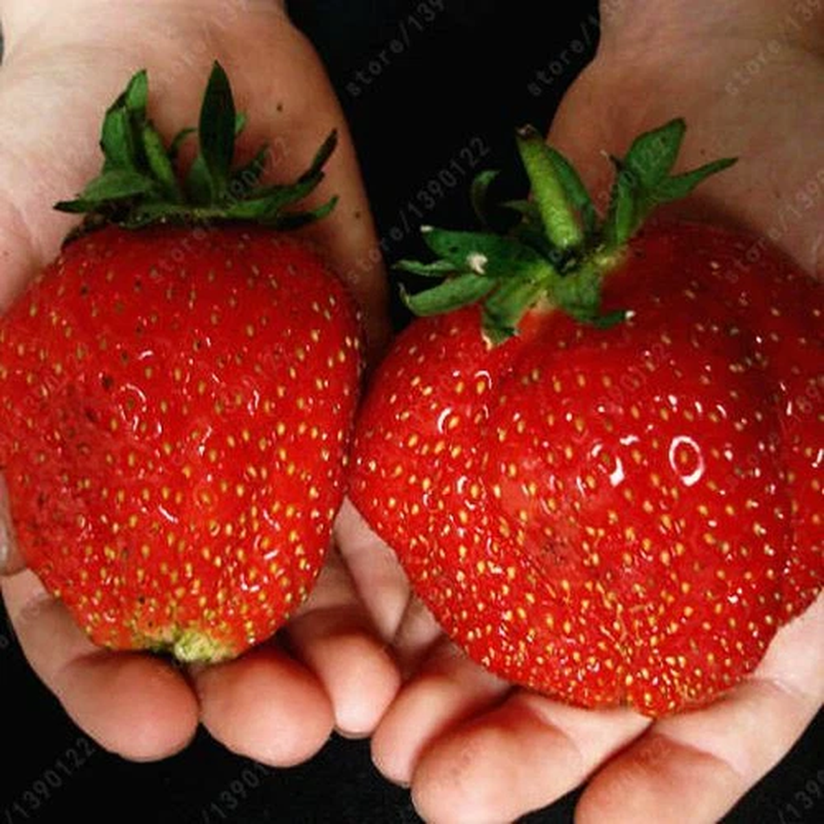 2000 seeds Giant Russian Strawberry seeds Fruit 50 grams Exotic Rare Seed Plant
