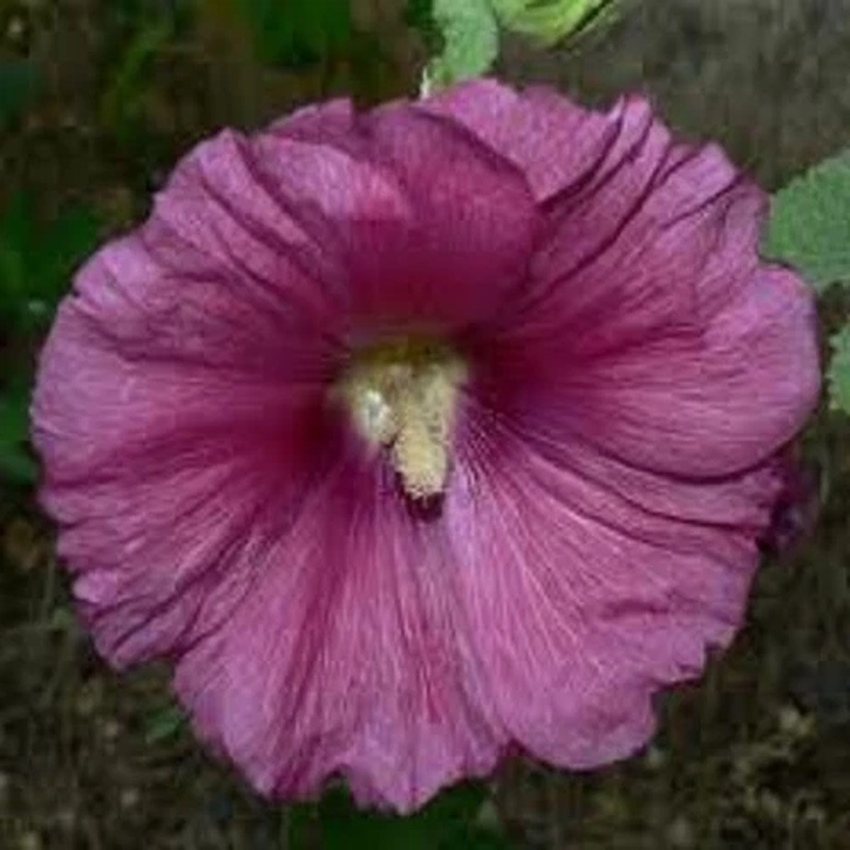 30+ GRAPE 11 FT TALL GIANT DANISH HOLLYHOCK  FLOWER SEEDS