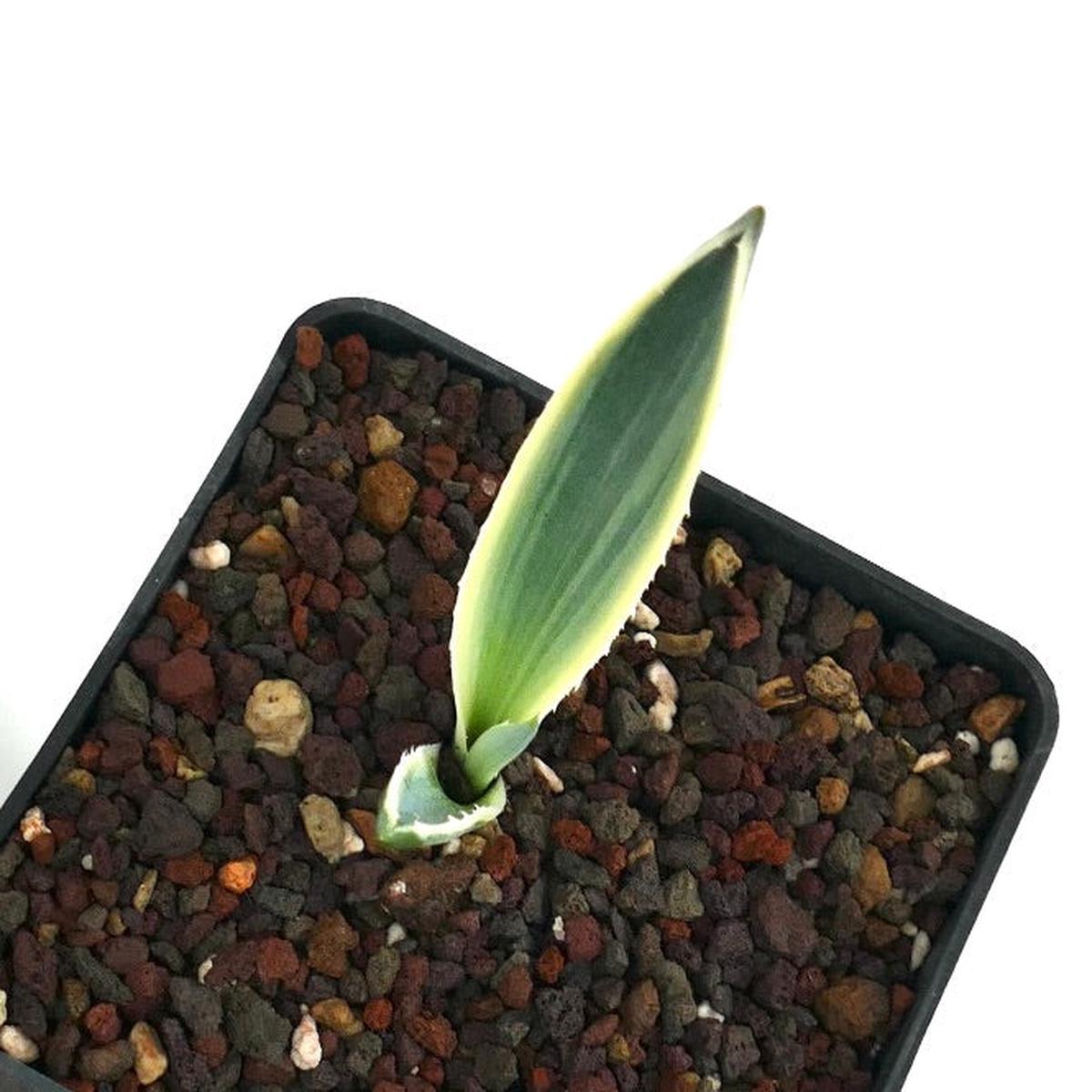 Agave americana marginata VARIEGATED 13ZC