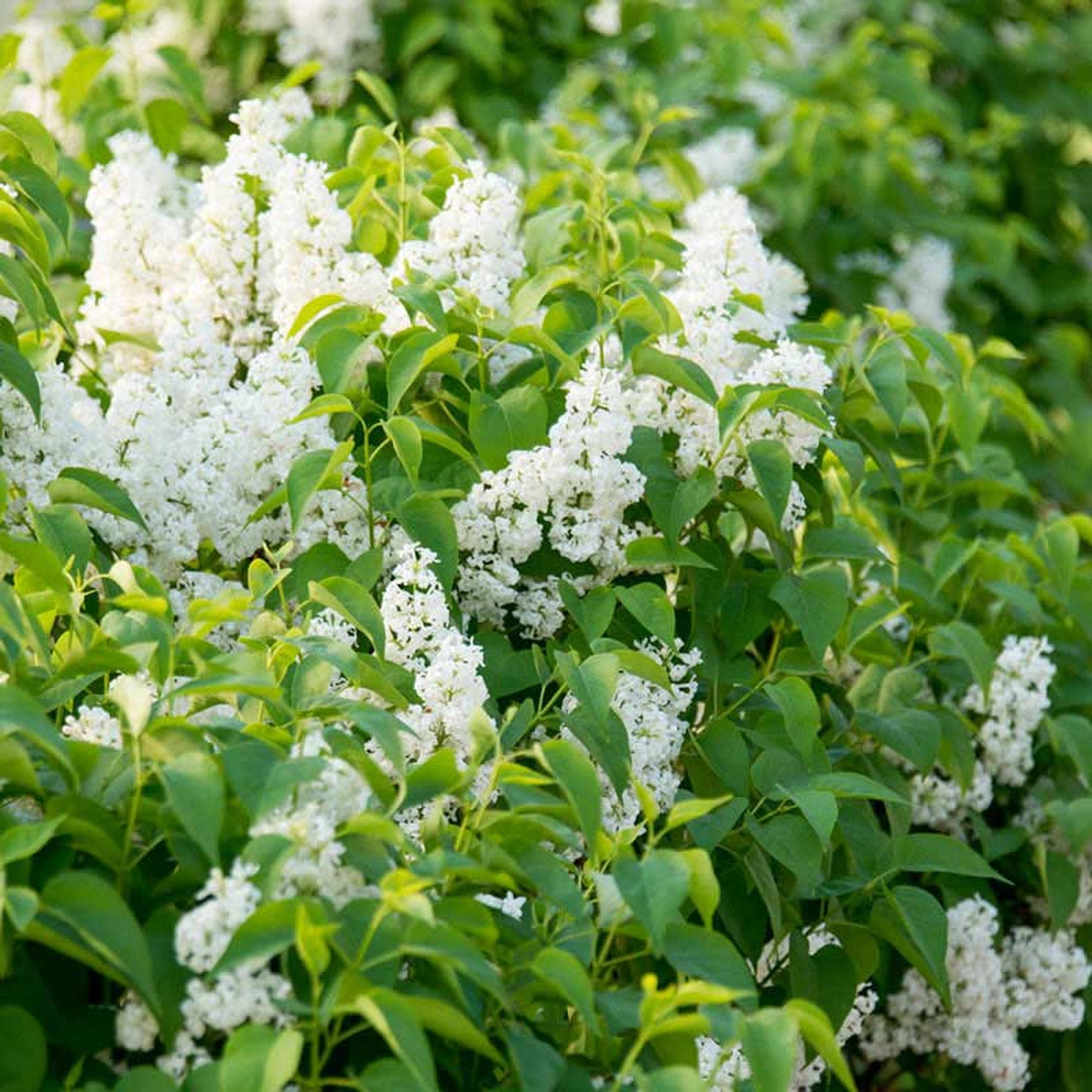 Snowy Beach Party Lilac Shrub