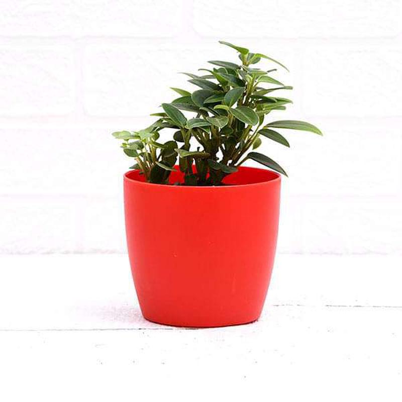 Teardrop Peperomia, Peperomia orba - Succulent Plant