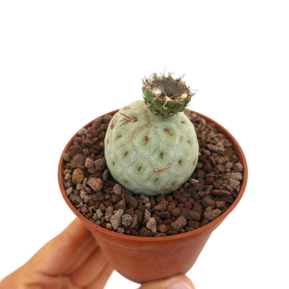 Tephrocactus geometricus (JUST FLOWERED) C35