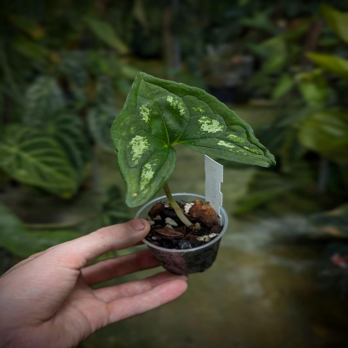 Ulearum donburnsii 'tricolor'
