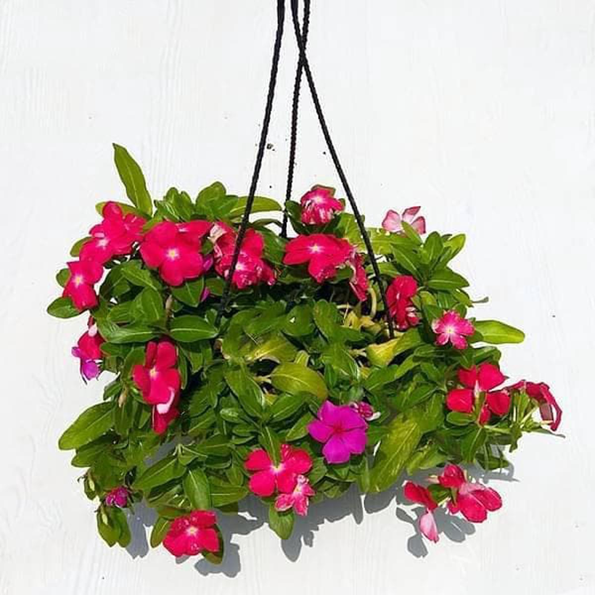 Vinca, Catharanthus roseus (Hanging Basket) - Plant