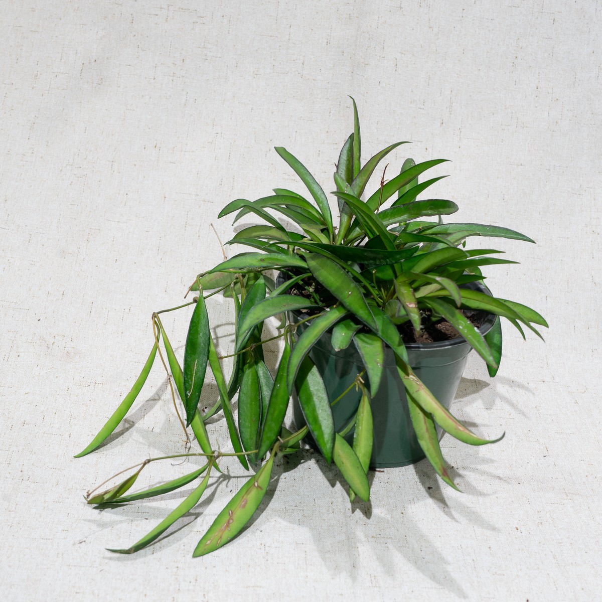 Waxflower: Hoya pubicalyx - 6 inch pot