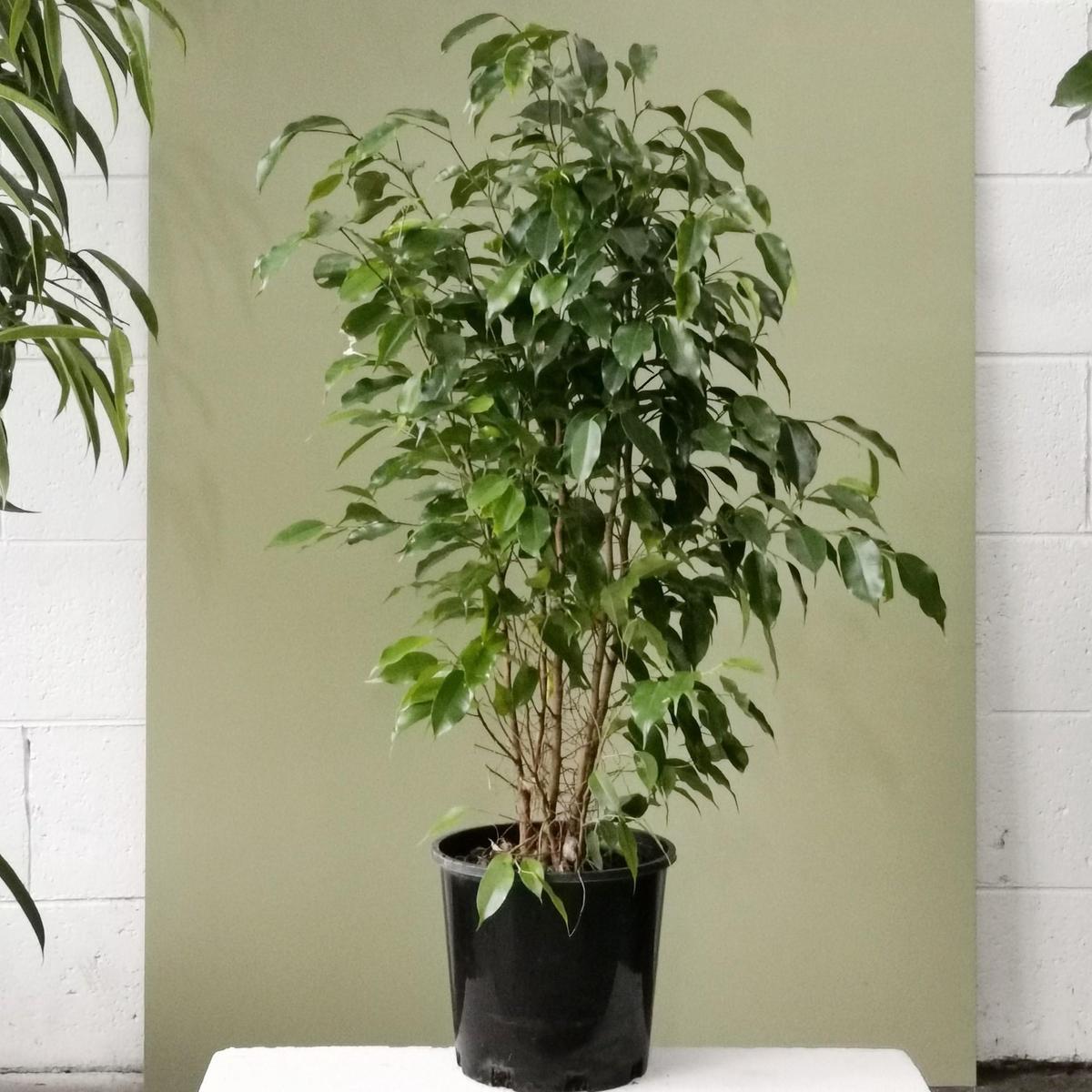 Weeping Fig (Ficus benjamina)