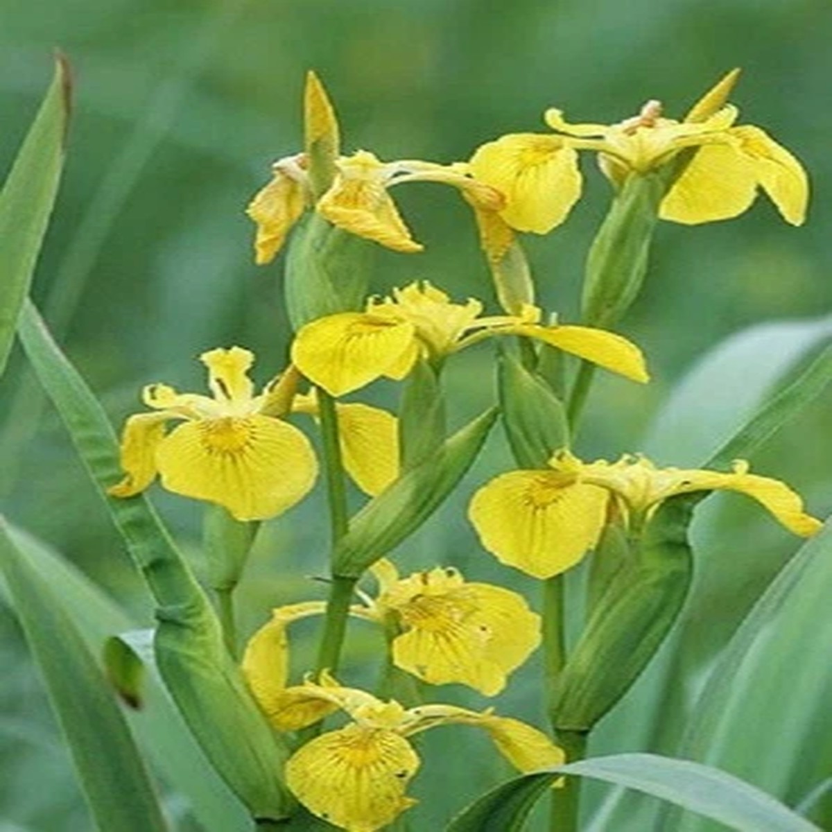 YELLOW FLAG WATER IRIS PSEUDACORUS - NEW CROP! - 50+ SEEDS - PLANT NOW - LOOK!