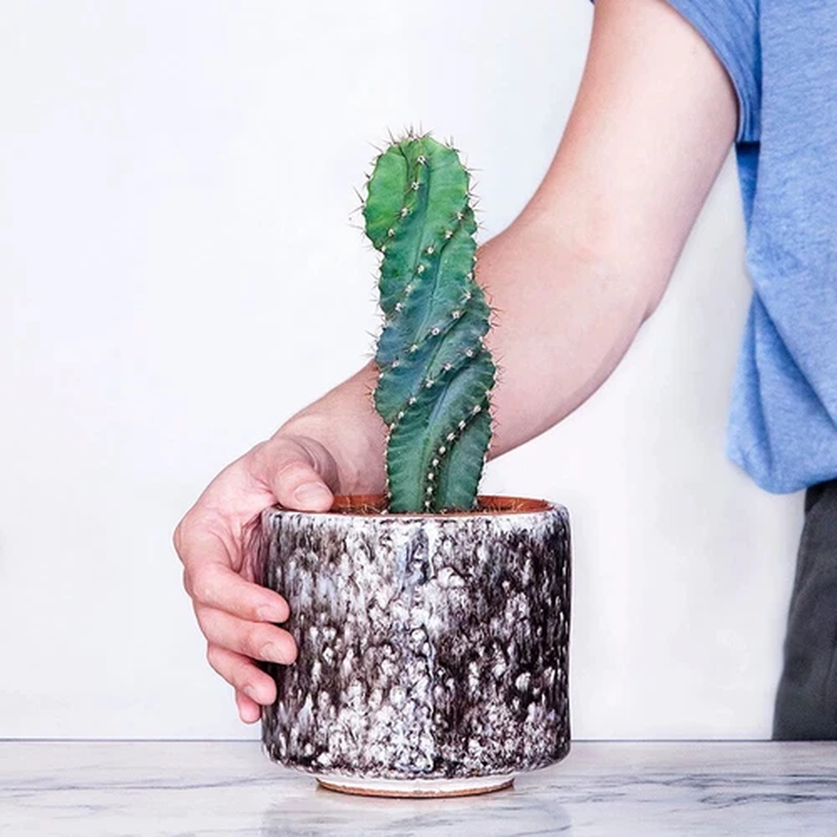10-12CM Succulent Cactus Plant Cereus Forbesii Spiralis Cactaceae Home Garden