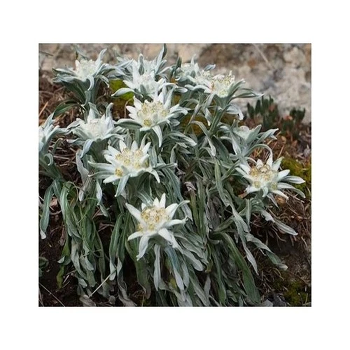 30x Alpen Edelweiss Leontopodium alpinum Garden Plants - Seeds KS65