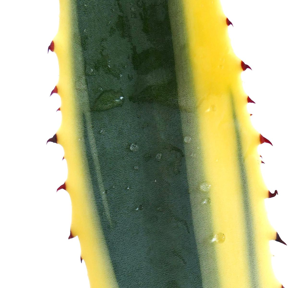 Agave americana marginata VARIEGATED