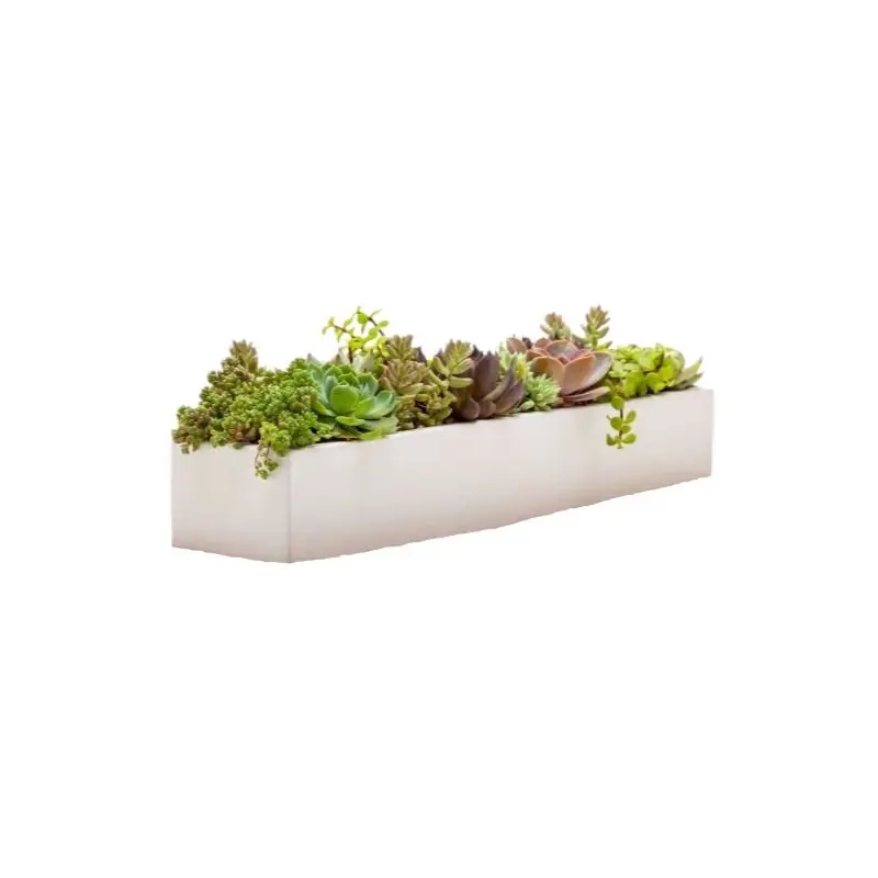 Succulent in Rectangular Cement  Pot