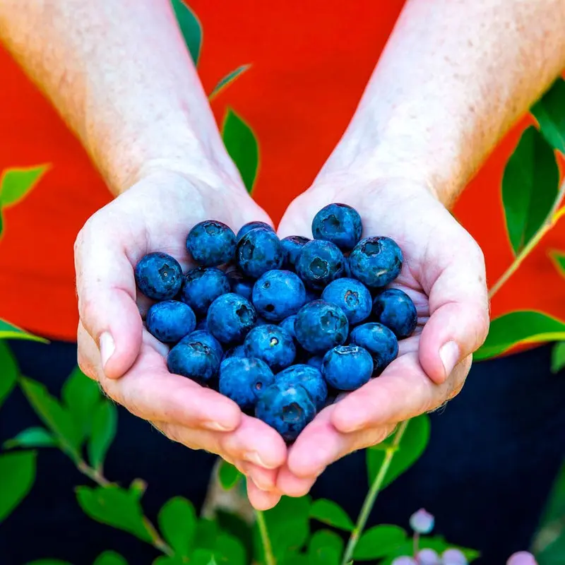 Vaccinium DownHome Harvest Bless Your Heart Blueberry