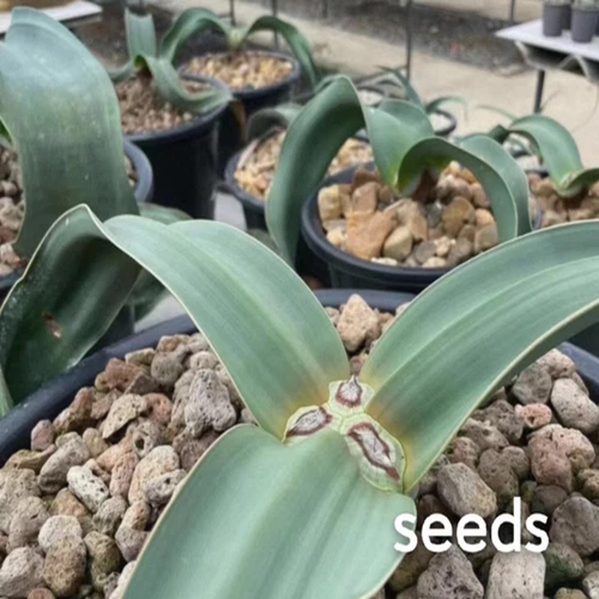 Welwitschia mirabilis Seedss 50/100/200PCS 2026 New arrival