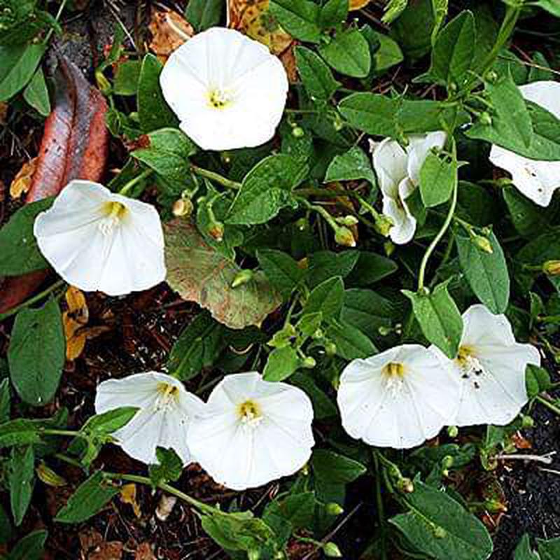 Shankhpushpi, Sankaphuli - Plant