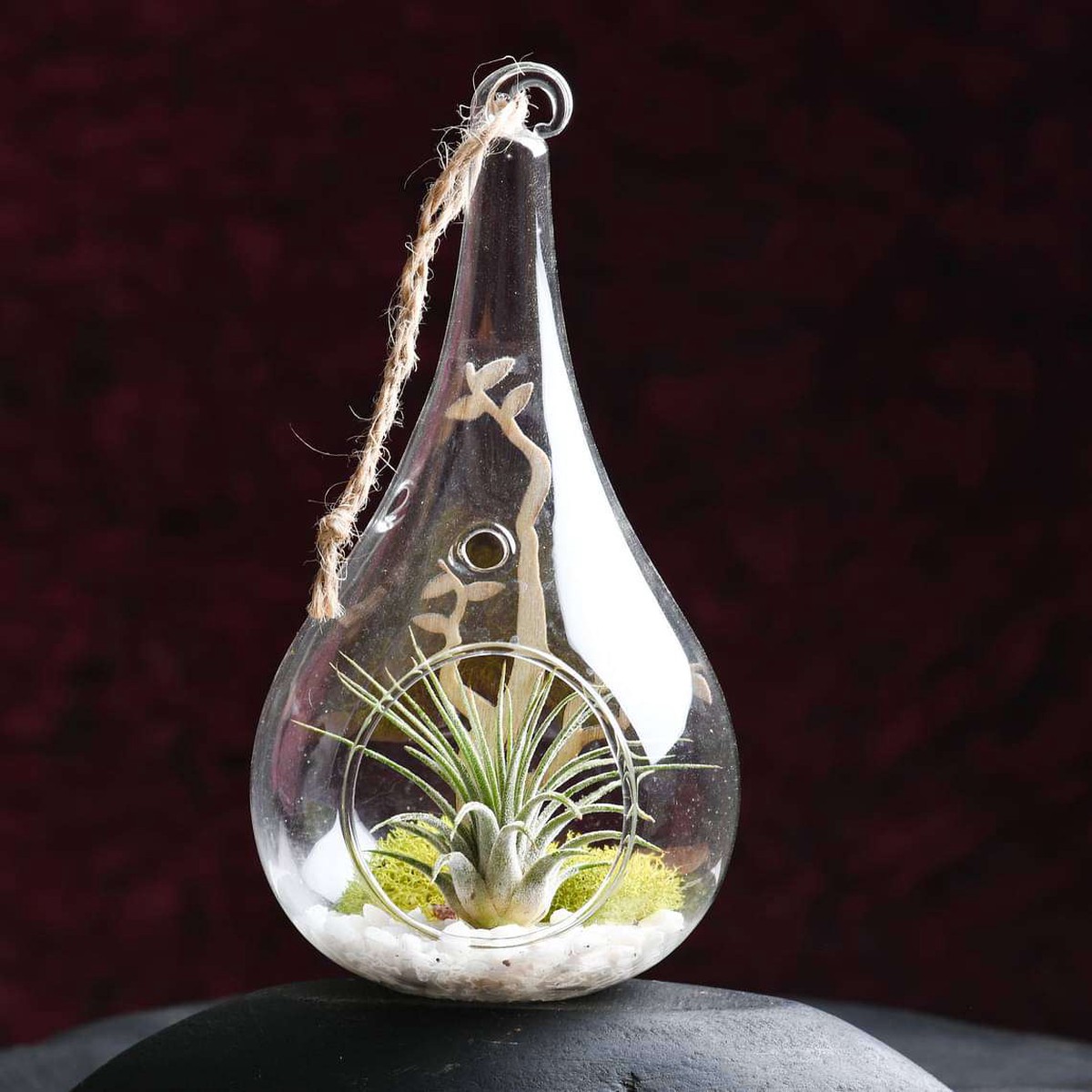 Springtide - Air plant