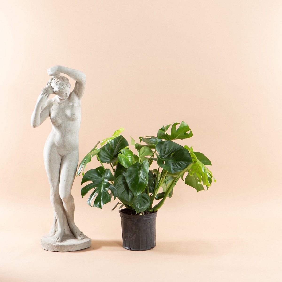 Swiss Cheese Plant: Monstera deliciosa - 10 inch pot - 2-3 foot tall