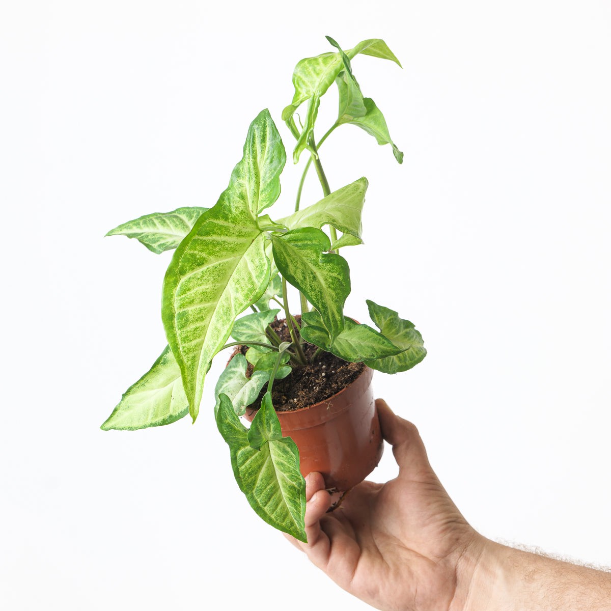 Syngonium Light Star
