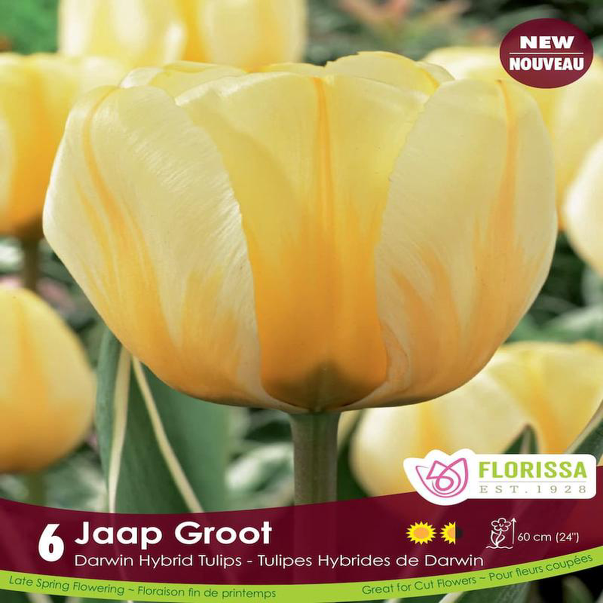 Tulip 8211 Jaap Groot 6 Pack