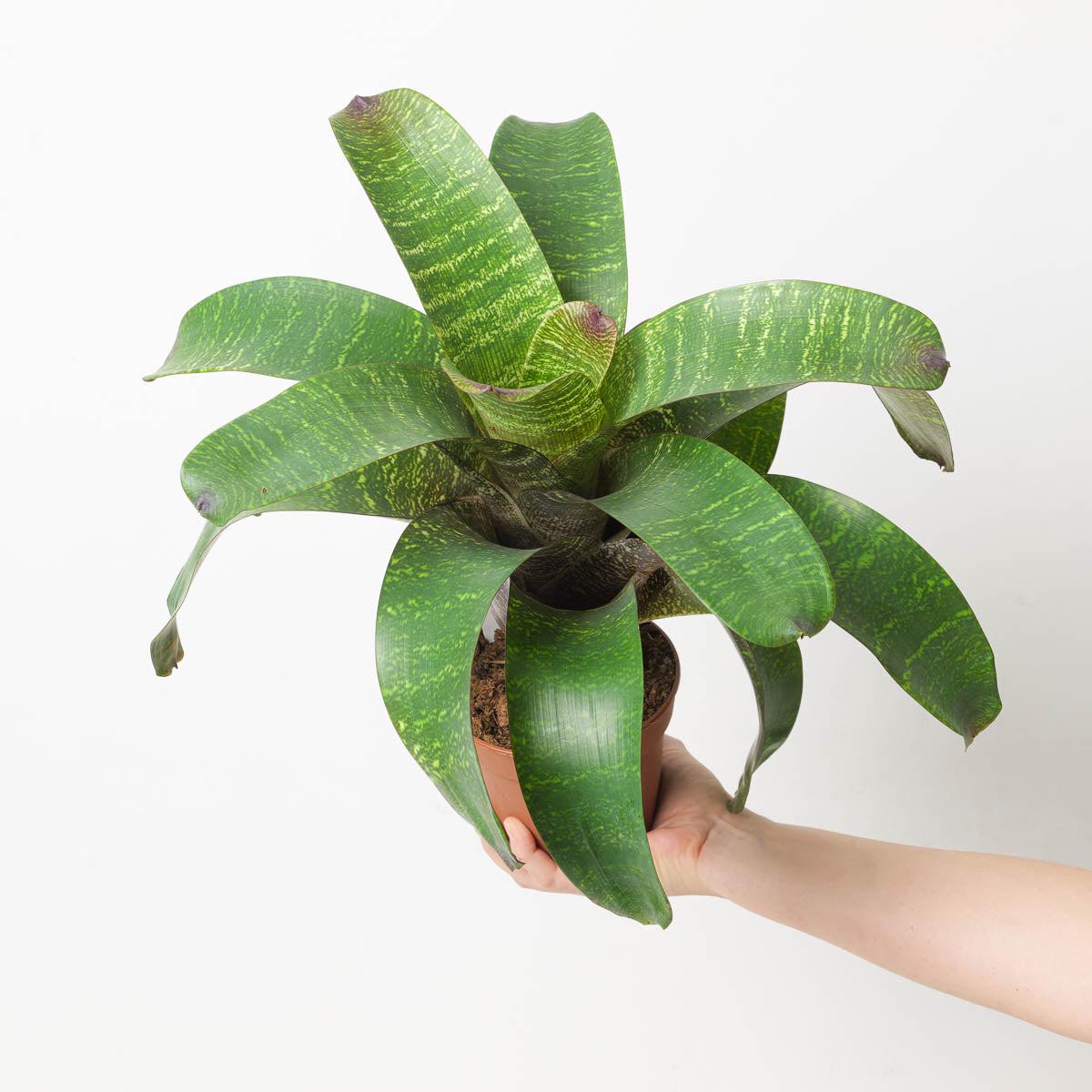 Vriesea sp. 9