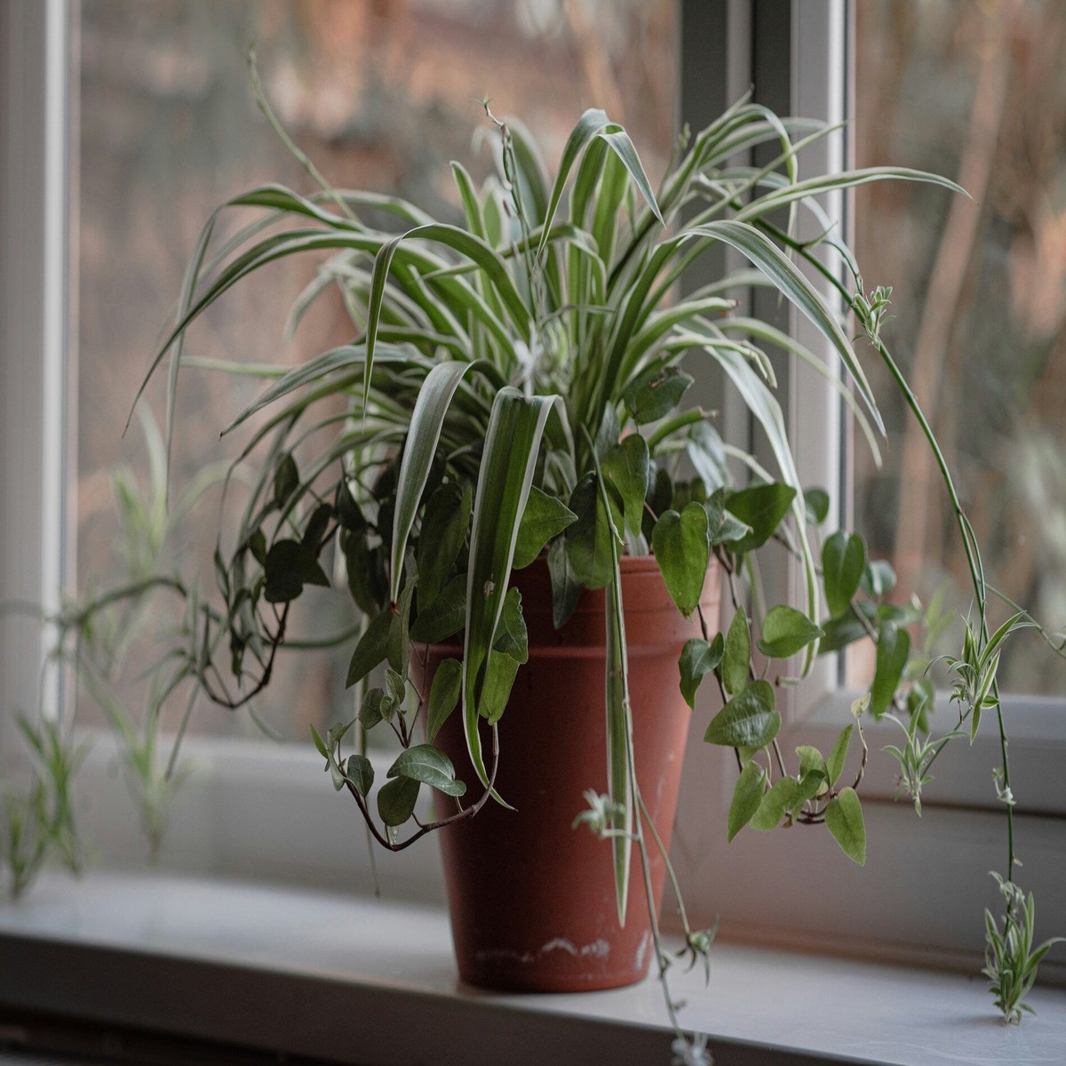 10 Spider Plants, Unrooted Cuttings, Chlorophytum comosum, Easy Care Indoor Air Purifier