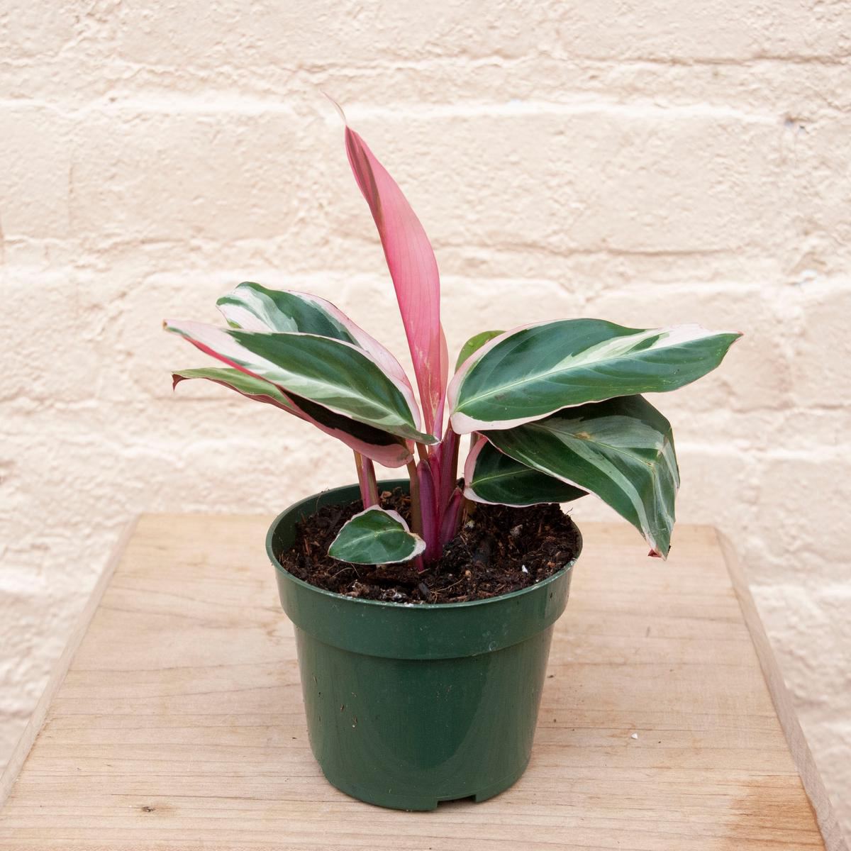 Stromanthe sanguinea Triostar 8211 48221