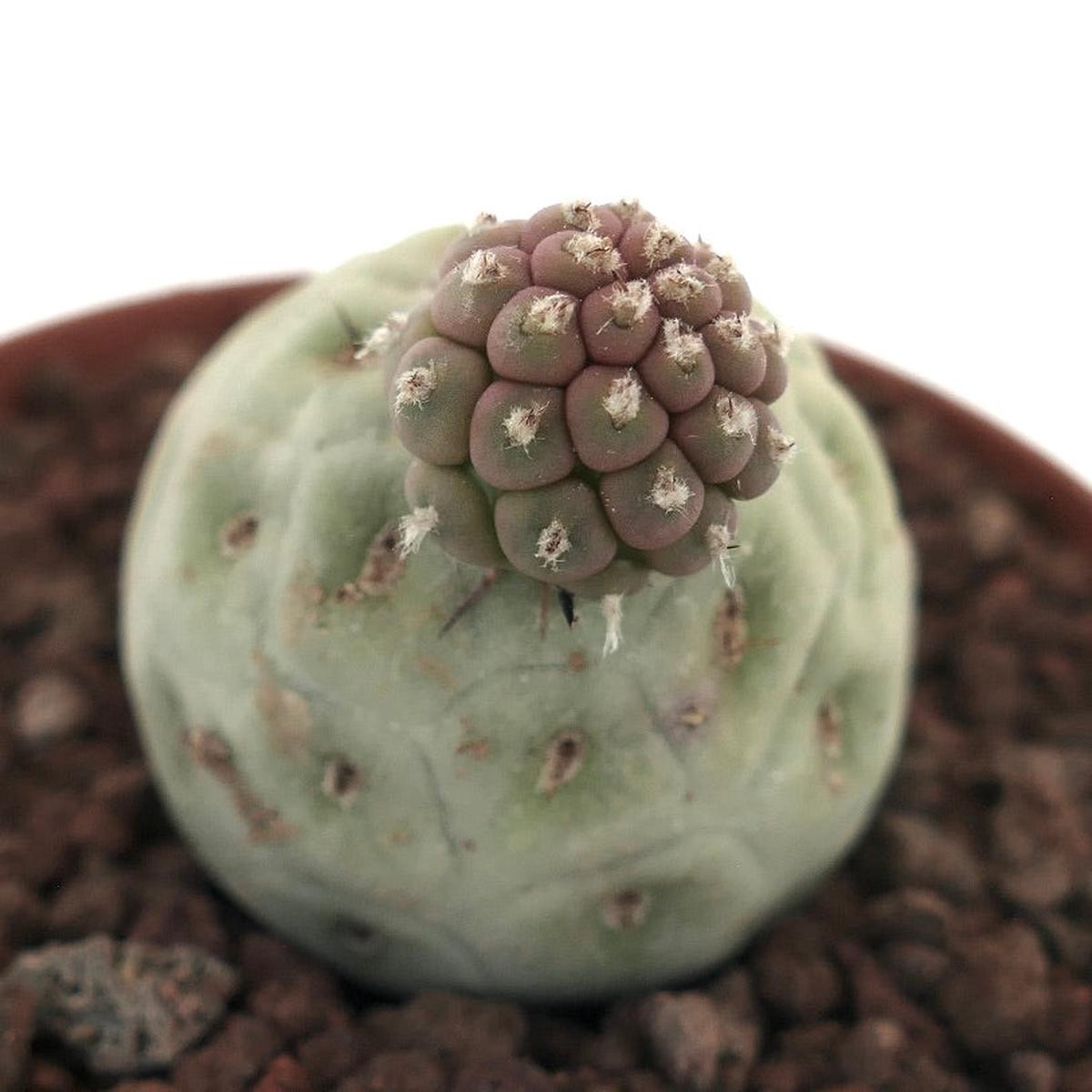 Tephrocactus geometricus SELECTED TWO BALLS 37MB
