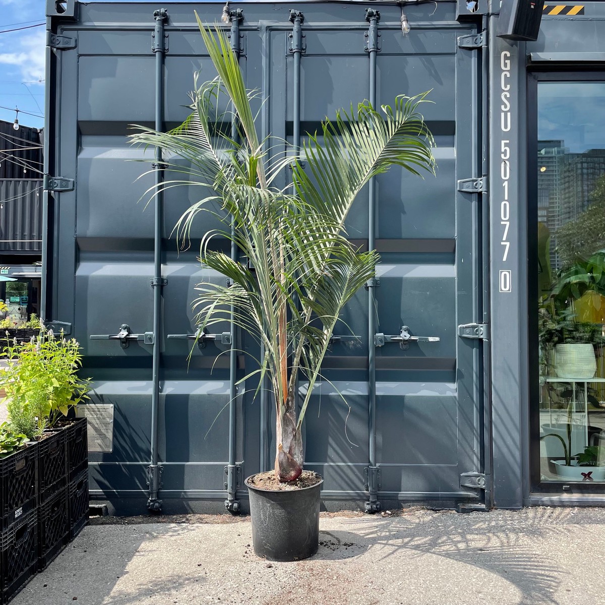 Triangle Palm: Dypsis decaryi - 14 inch pot - 6 foot tall