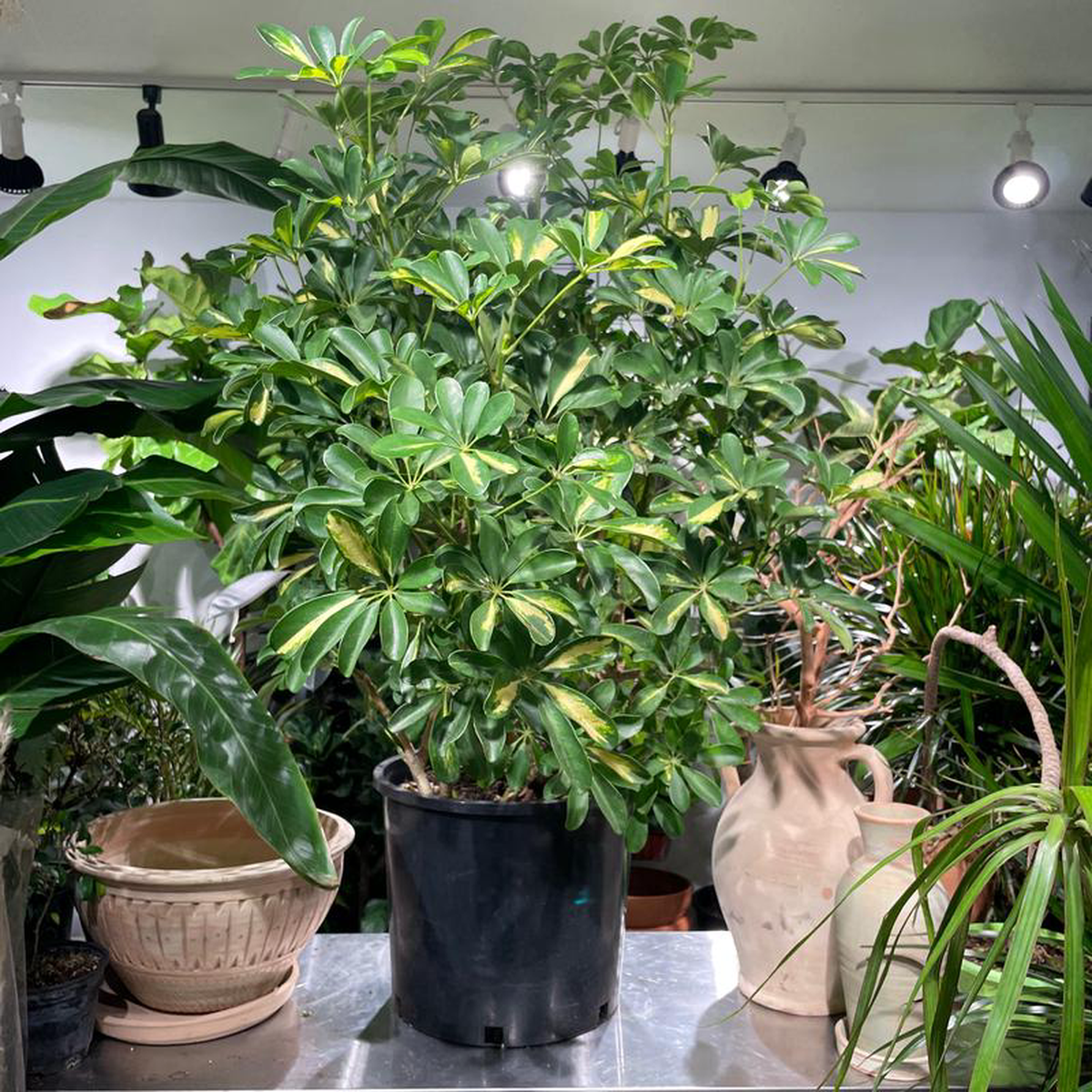 Variegated Dwarf Umbrella Bush: Schefflera arboricola Capella  14 inch pot