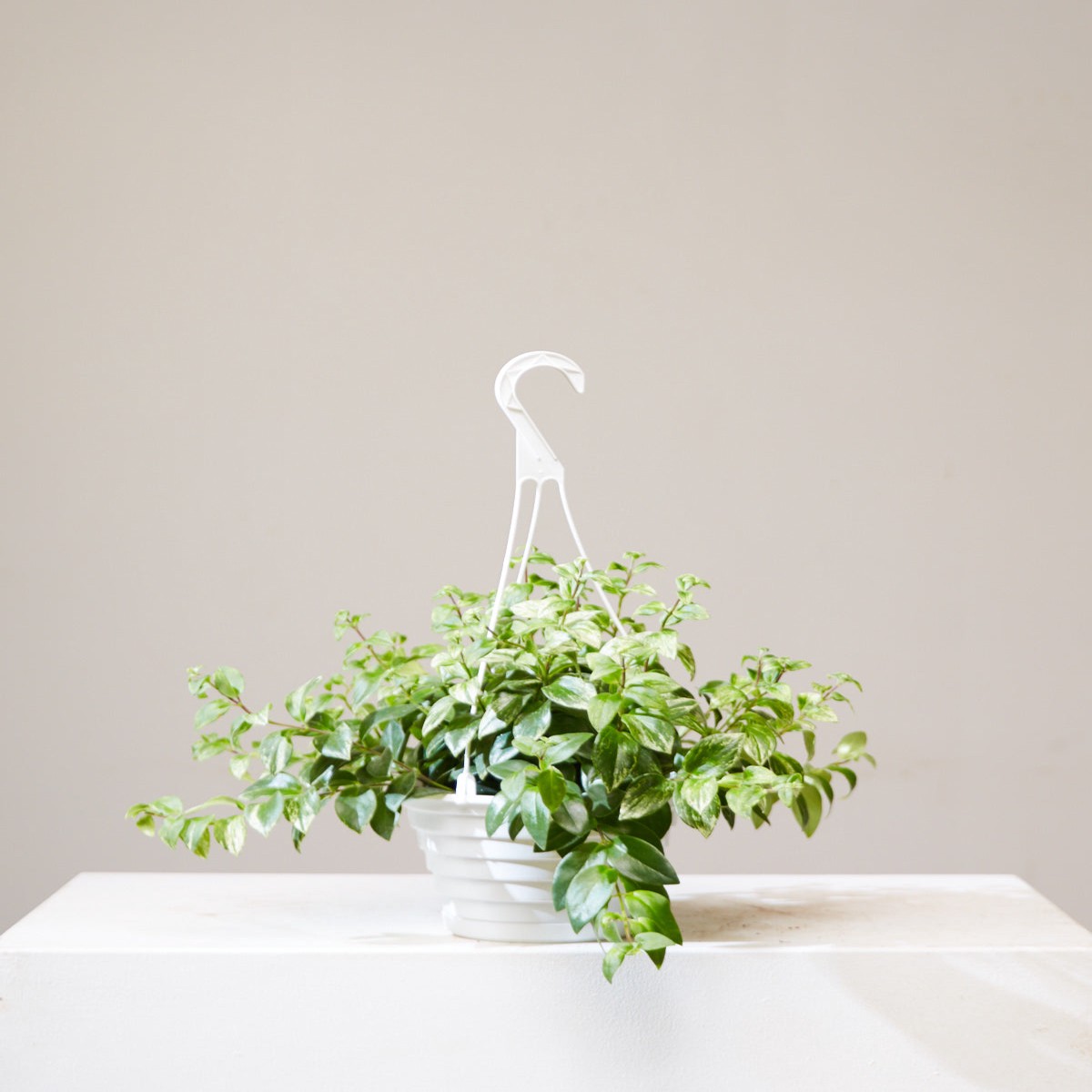 Variegated Lipstick Vine: Aeschynanthus radicans - 8 inch hanging basket