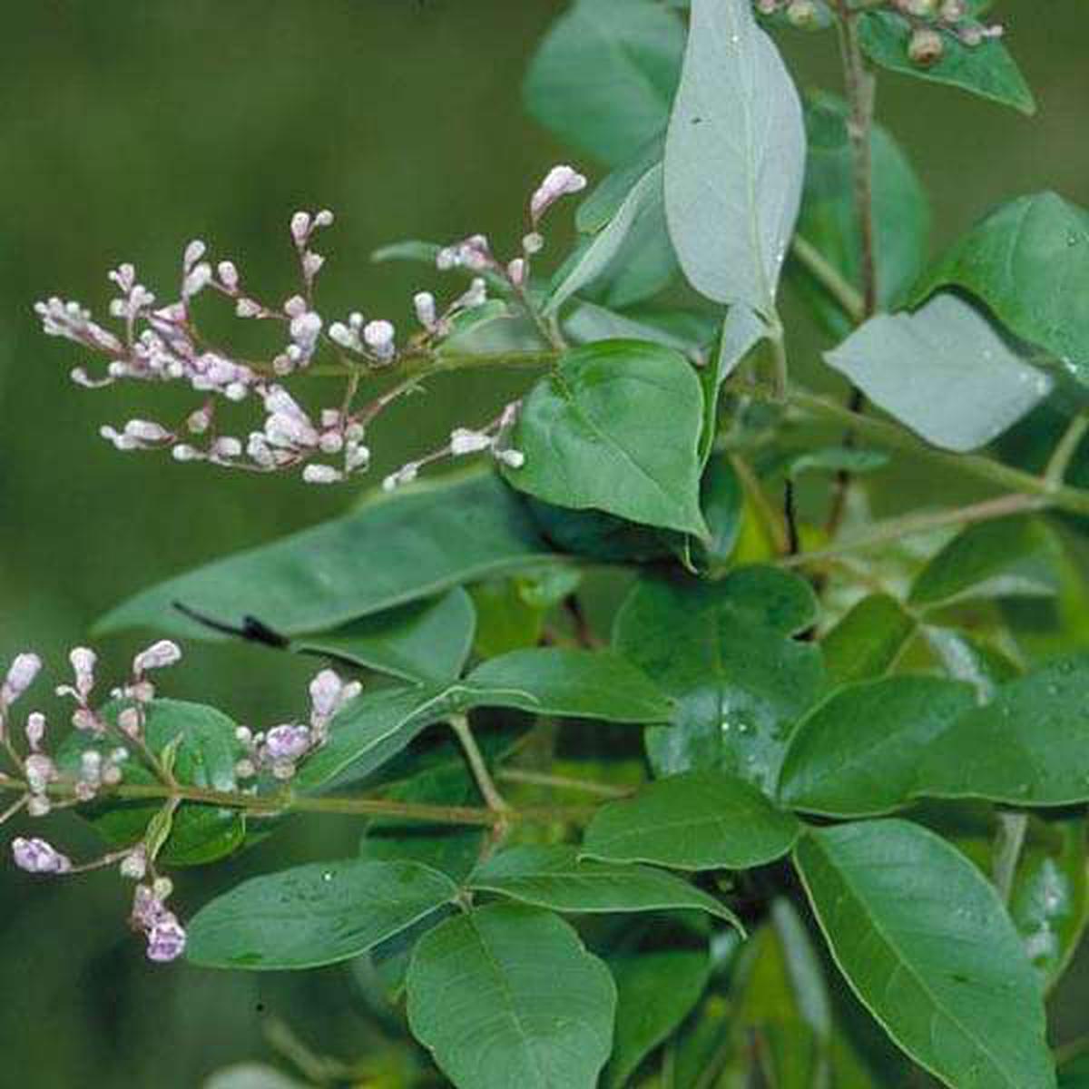 Vitex trifolia, Nirgundi - Plant