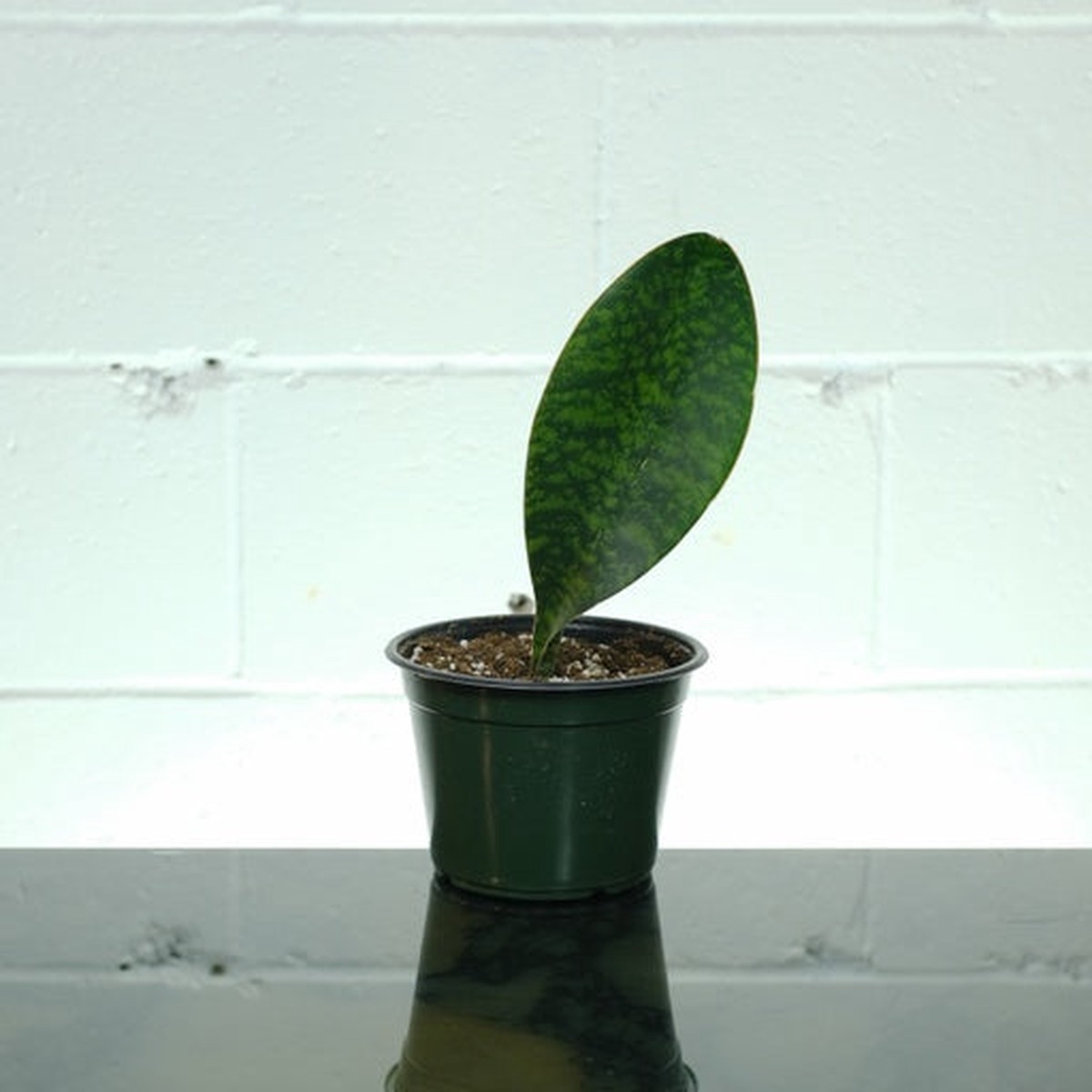 Whale Fin Snake Plant: Sansevieria masoniana - 6 inch pot