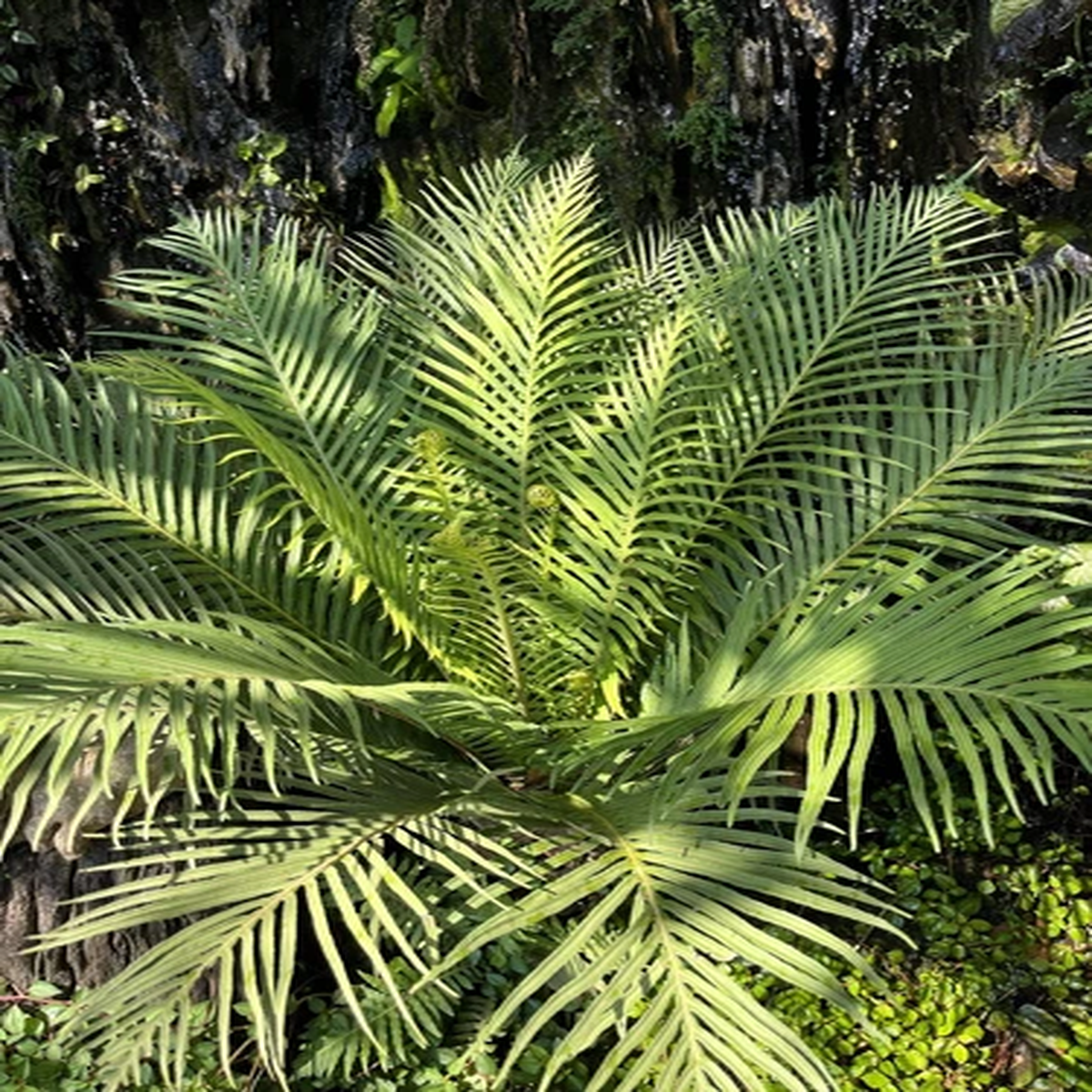 5 BAMBOO PALM Chamaedorea Seifrizii Reed or Parlor Palm Tree Sun Shade Houseplan