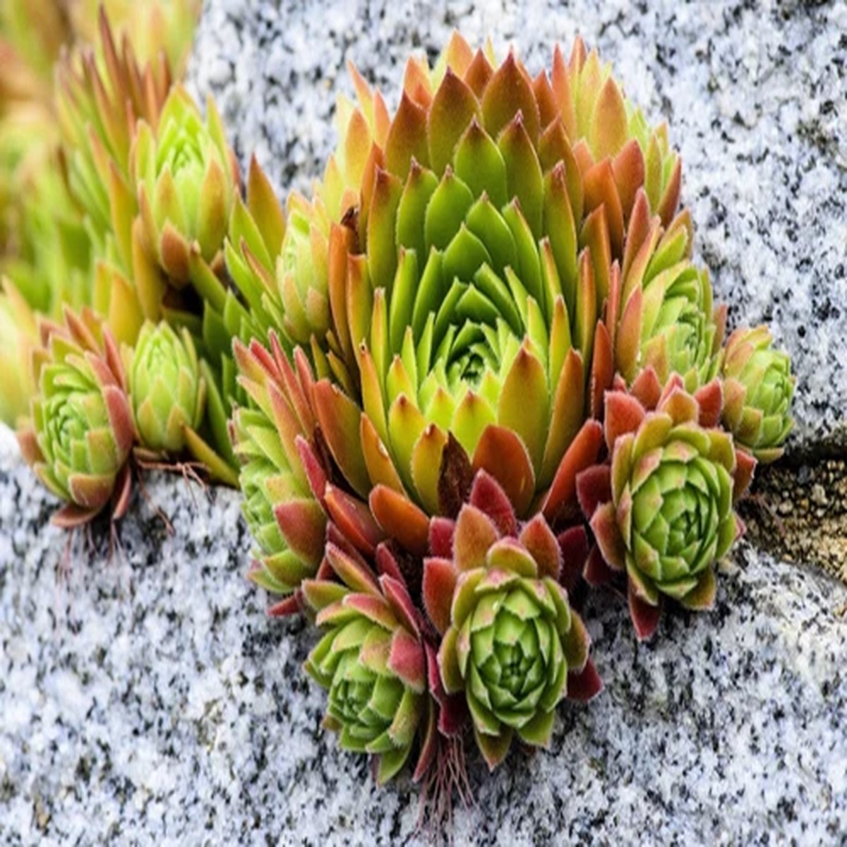 50 MOUNTAIN HOUSELEEK Hens & Chicks Sempervivum Montanum Green Red / Pink Flower