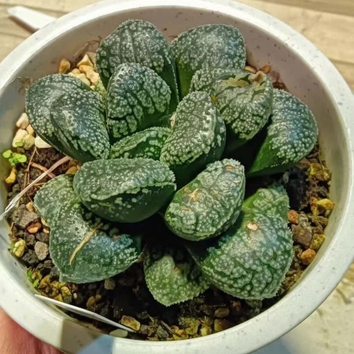 5CM Succulent Plant Haworthia Comptioniana Demon Liliaceae Home Garden Beautiful