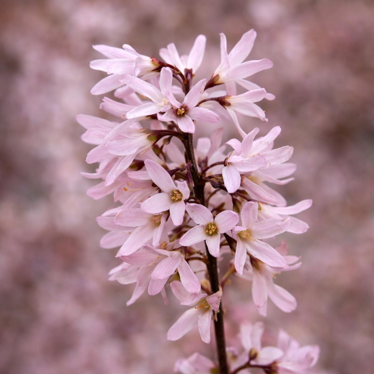 Abeliophyllum distichum cv PINKY LADY