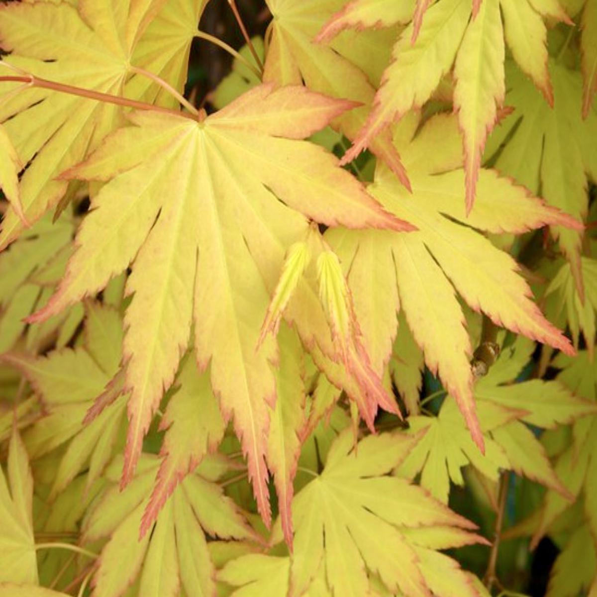 Acer palmatum cv 'Summer Gold'